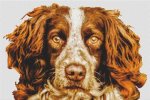 (image for) Springer Spaniel - Liver